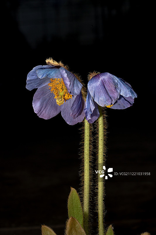 蓝紫色的绿绒蒿图片素材