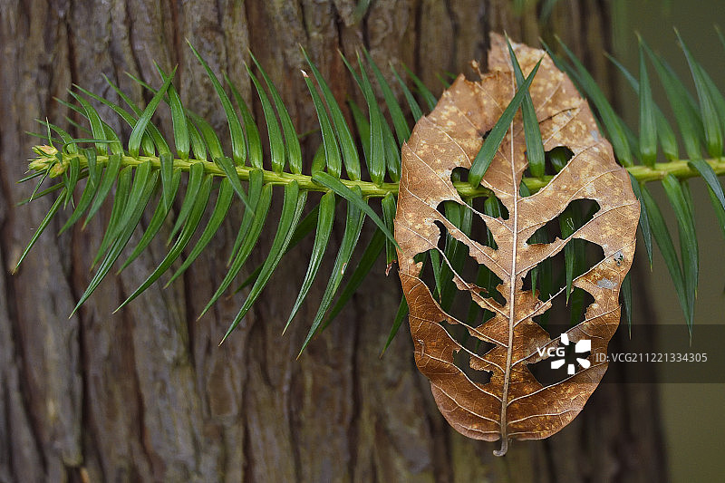 唐家河国家级自然保护区杉木图片素材