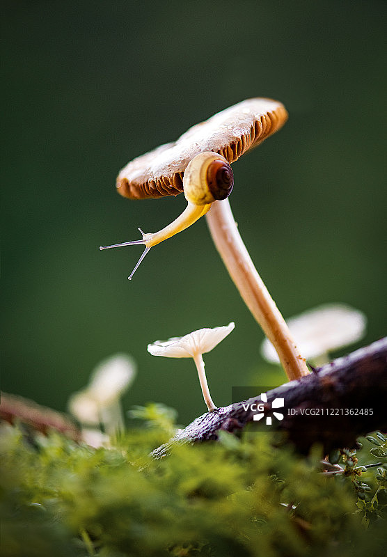 野蘑菇图片素材