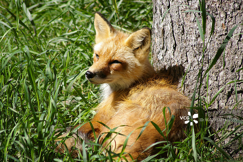 敏狐特写图片素材