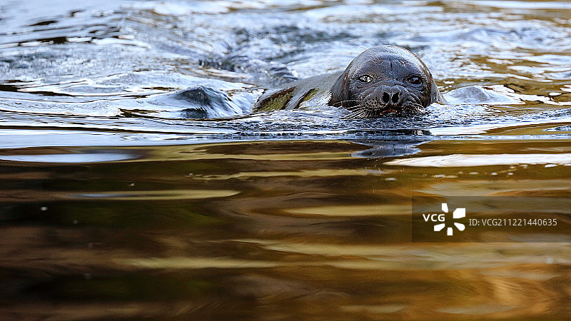 环斑海豹图片素材
