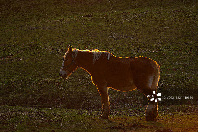 火焰马图片素材