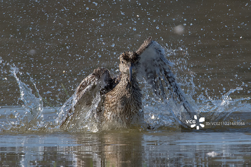 湖中游泳的鸭子特写图片素材
