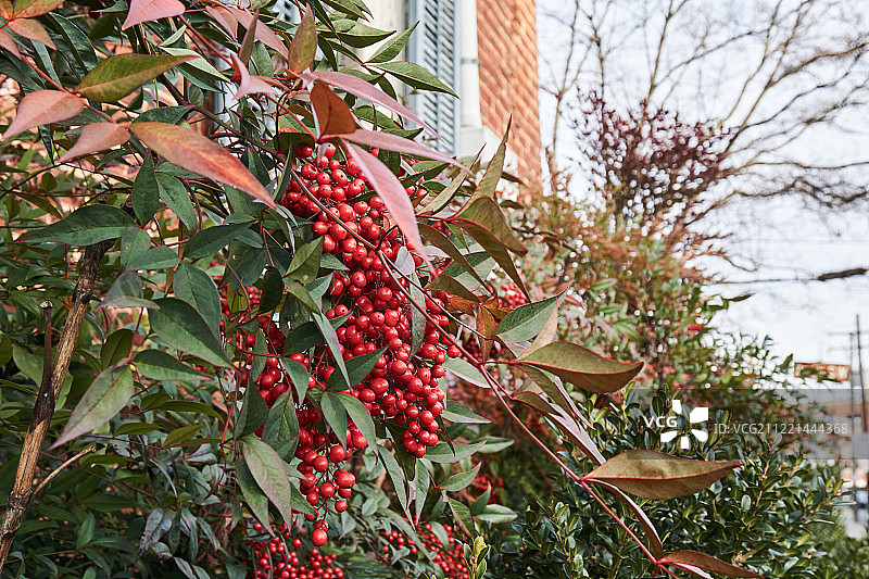 冬季浆果图片素材