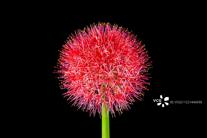 具有圆形特征的红色花朵图片素材