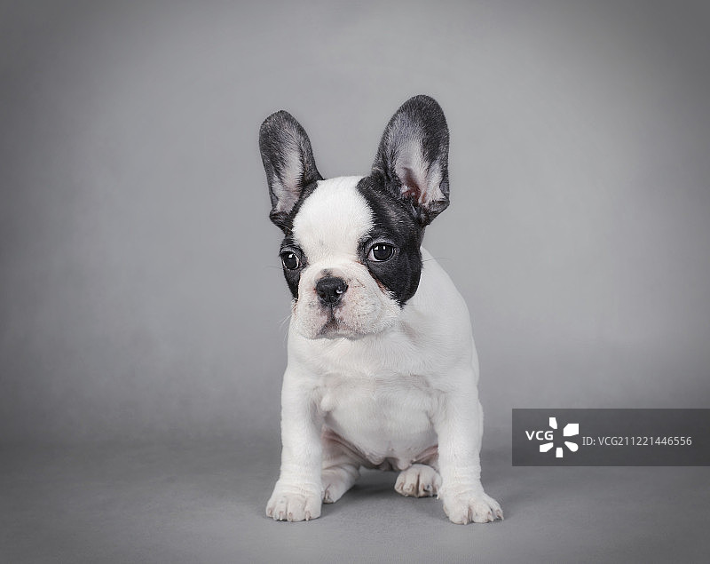 法国斗牛犬幼犬图片素材