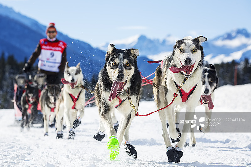 雪橇犬比赛图片素材