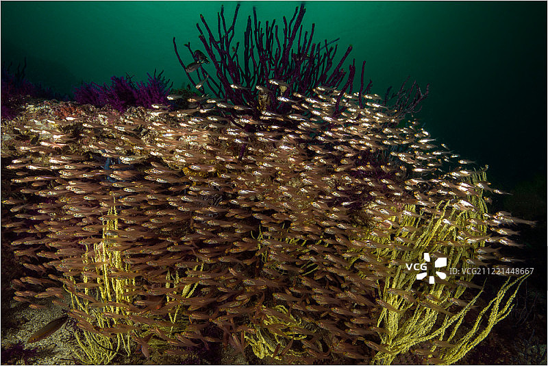 绿色的水图片素材