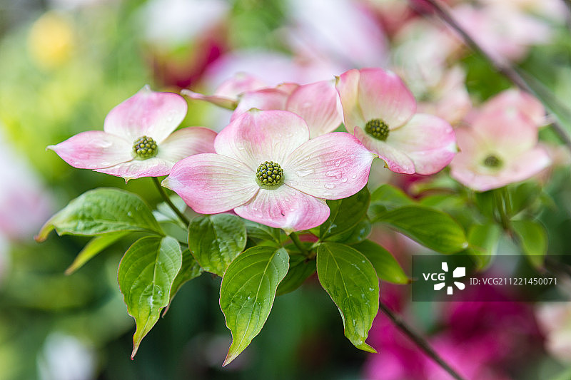 红瑞木图片素材