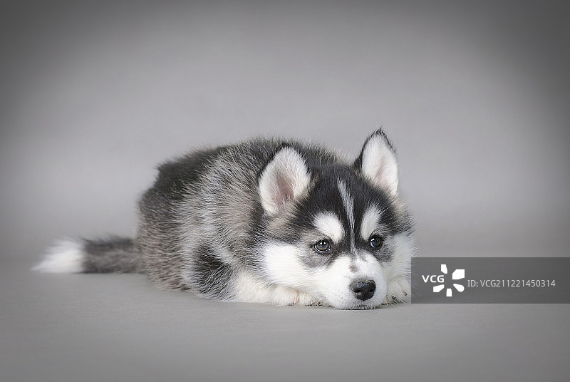 哈士奇幼犬图片素材