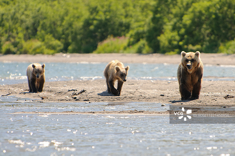 熊一家在水中行走图片素材