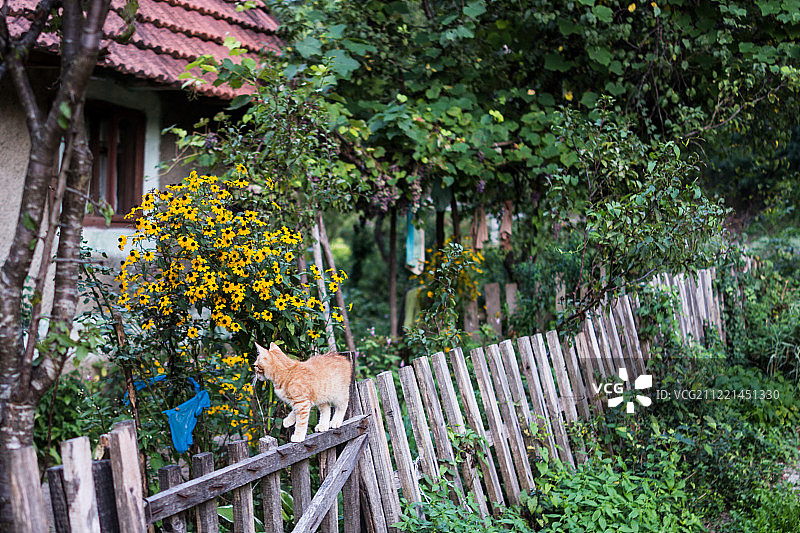 旧木栅栏上的姜黄色猫图片素材