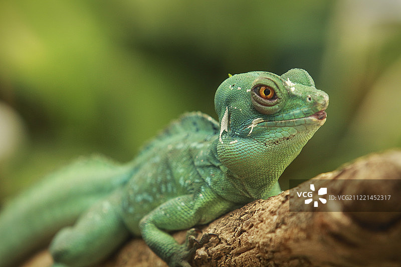 动物形象图片素材