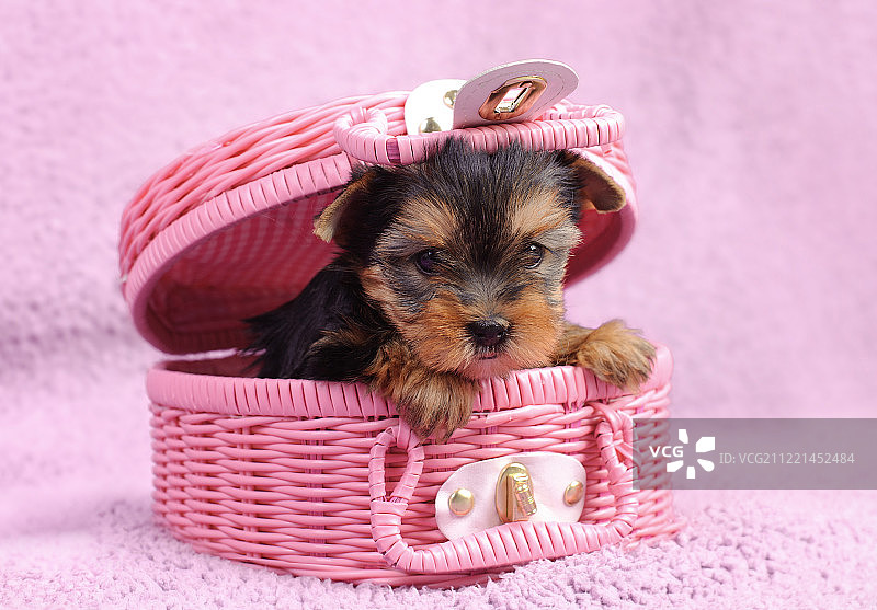 约克夏犬幼犬肖像图片素材