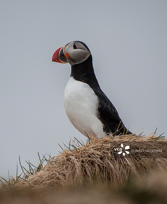 好奇的海鹦图片素材