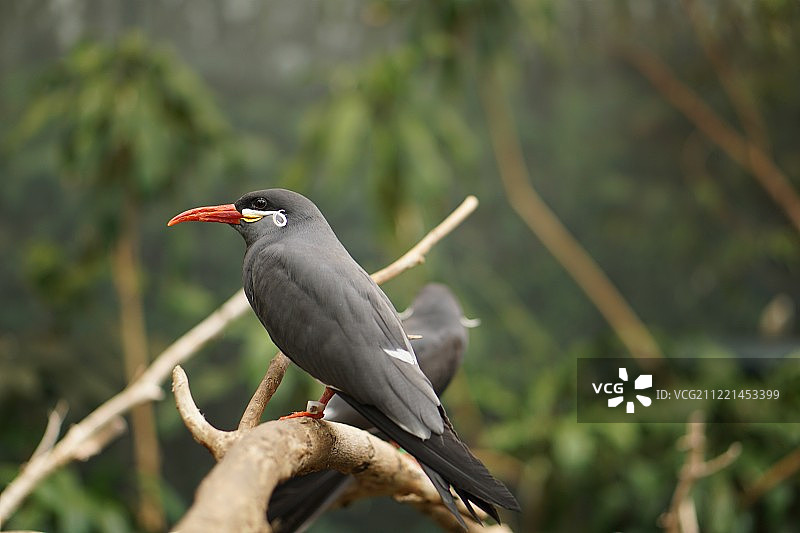 印加燕鸥图片素材