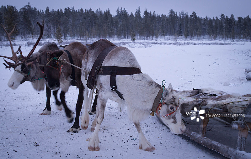 三只驯鹿站在雪地雪橇旁图片素材