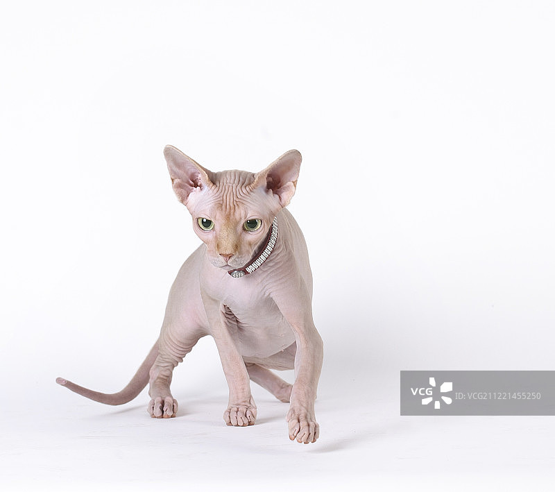 加拿大无毛猫图片素材