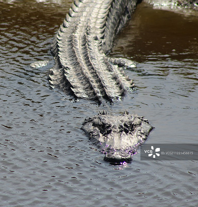 水中美洲鳄（Crocodylus acutus）特写图片素材