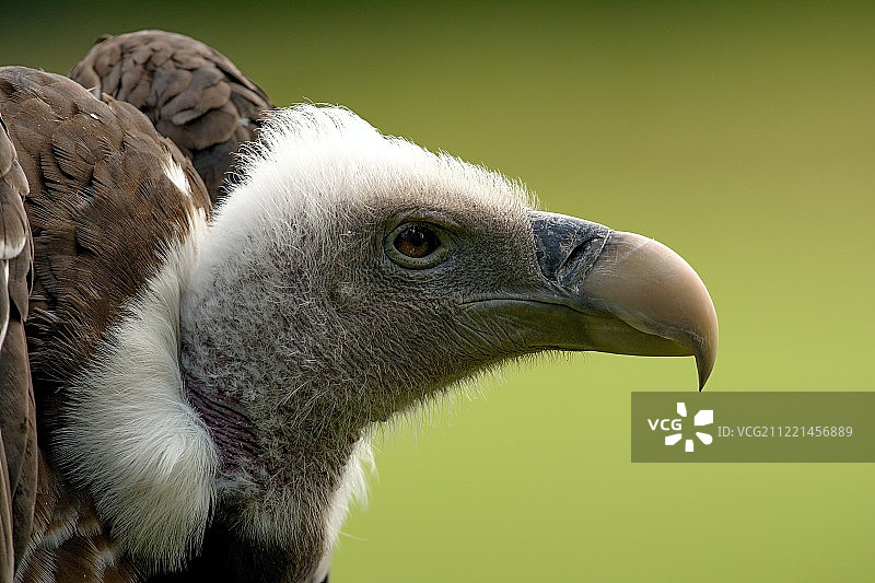 吉普斯·鲁佩利图片素材