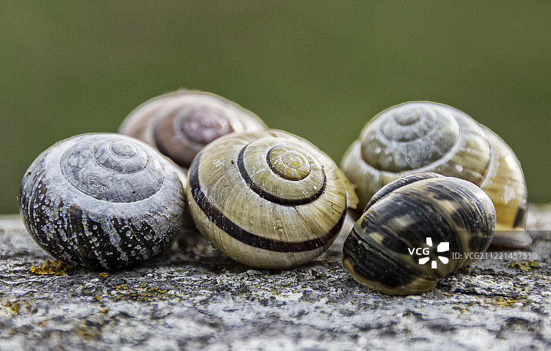 贝壳特写图片素材