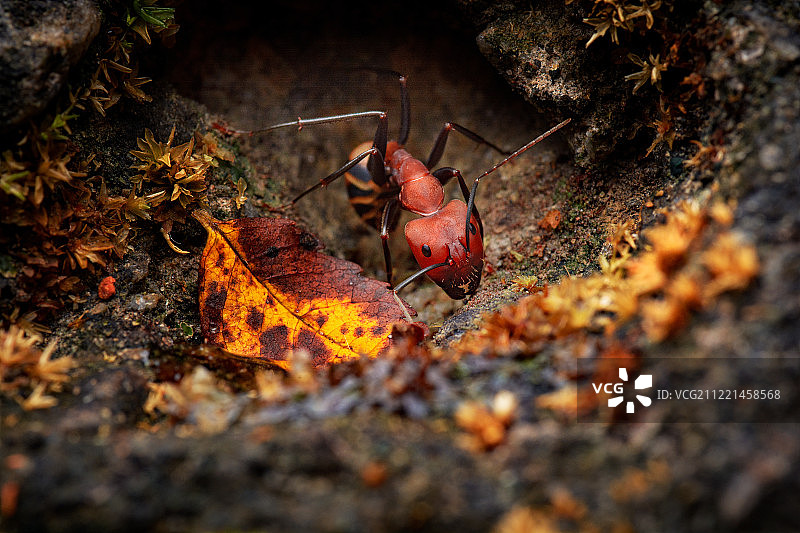 从地面洞穴里爬出的红蚂蚁图片素材