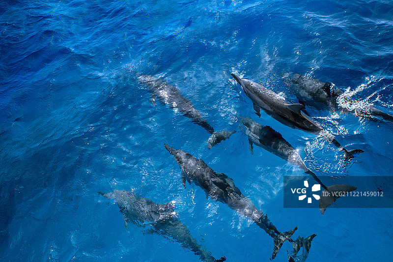 飞旋海豚图片素材