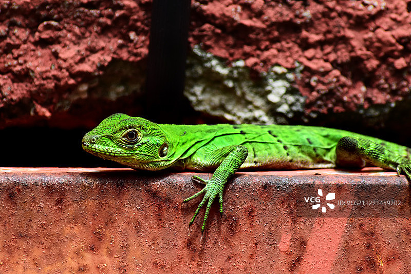绿蜥蜴图片素材