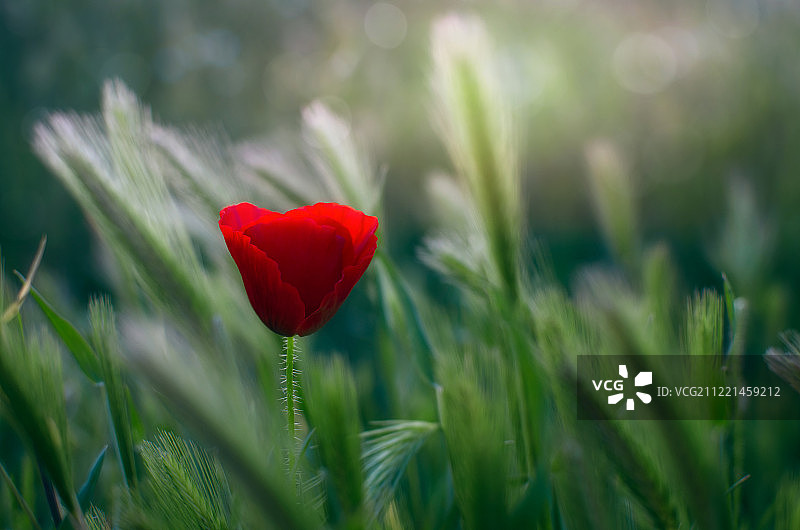 罂粟花特写图片素材
