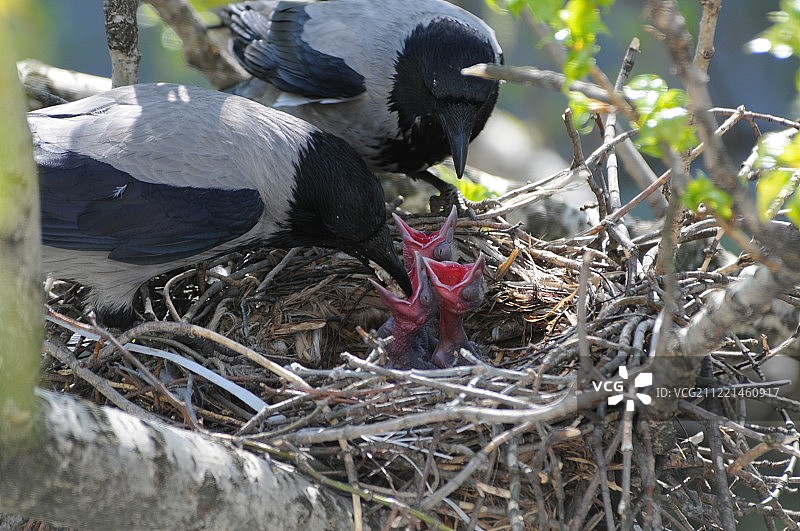 戴帽乌鸦喂食巢中雏鸟图片素材