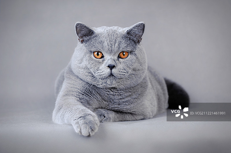 英国短毛猫图片素材