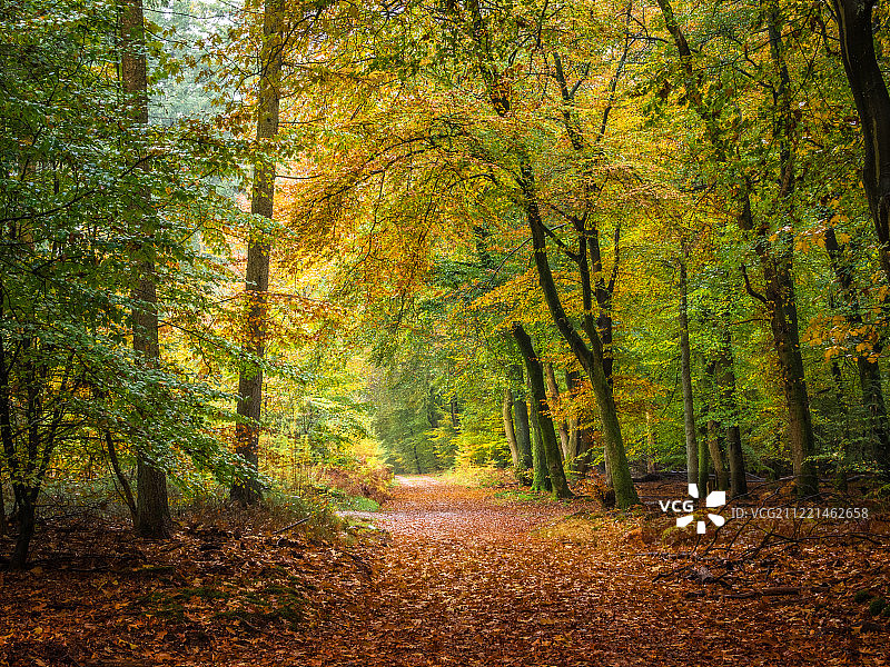 斯珀尔德森林图片素材