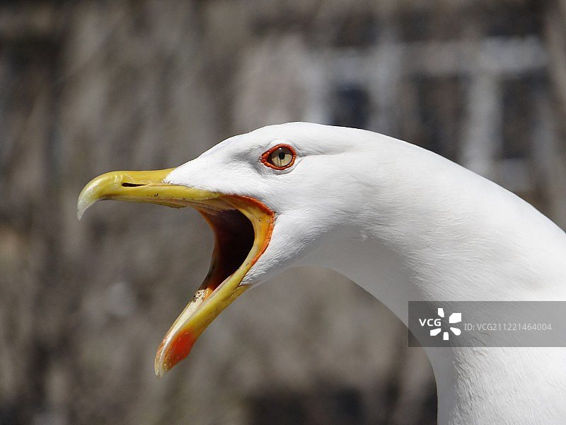 土耳其伊斯坦布尔的海鸥图片素材