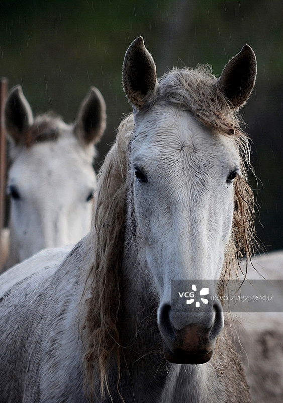 利皮扎马图片素材