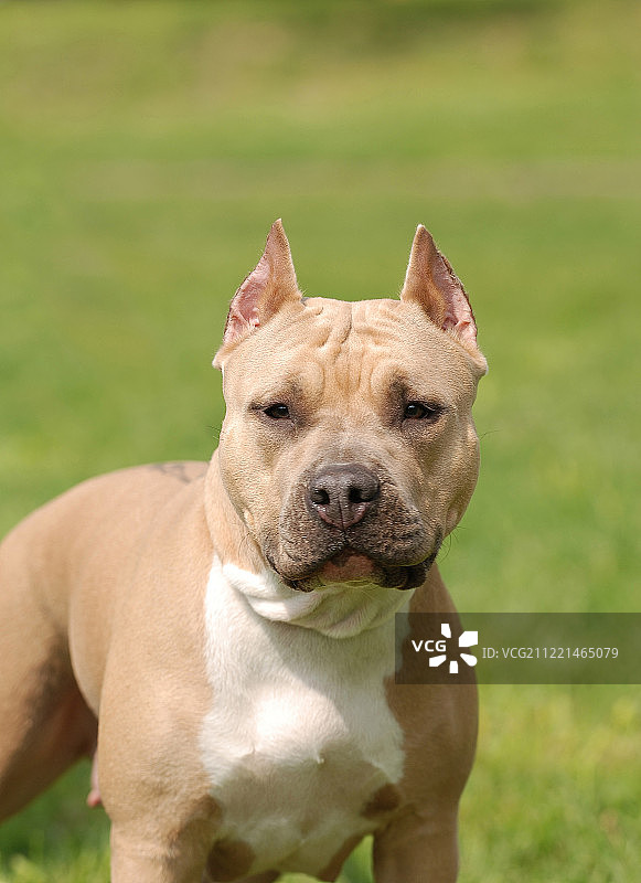 美国斯塔福梗犬（Amstaff）肖像图片素材