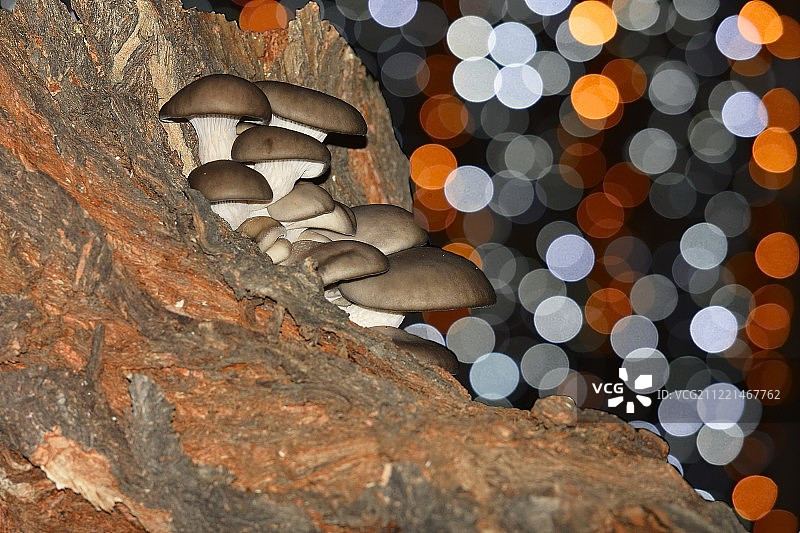 Sorin Lazar摄影作品图片素材