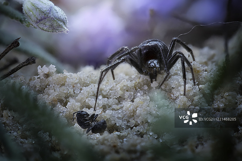 猎人蛛图片素材