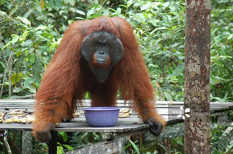 动物形象图片素材