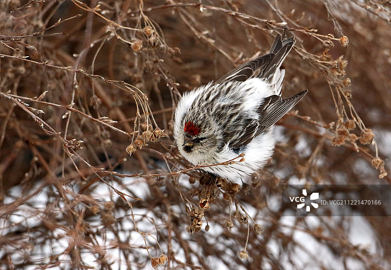 北极朱顶雀图片素材