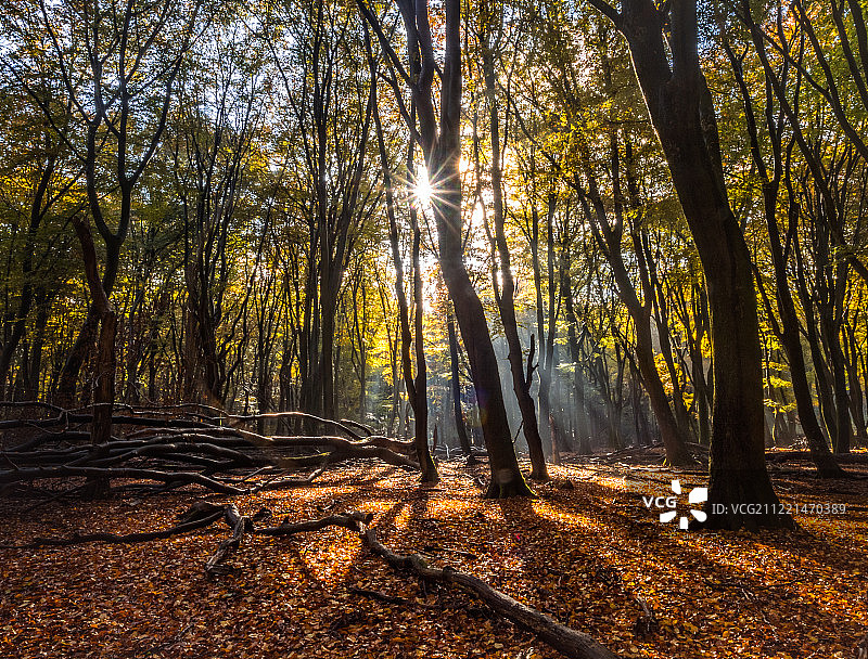 森林光芒图片素材