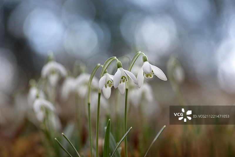 盛开的雪花莲图片素材