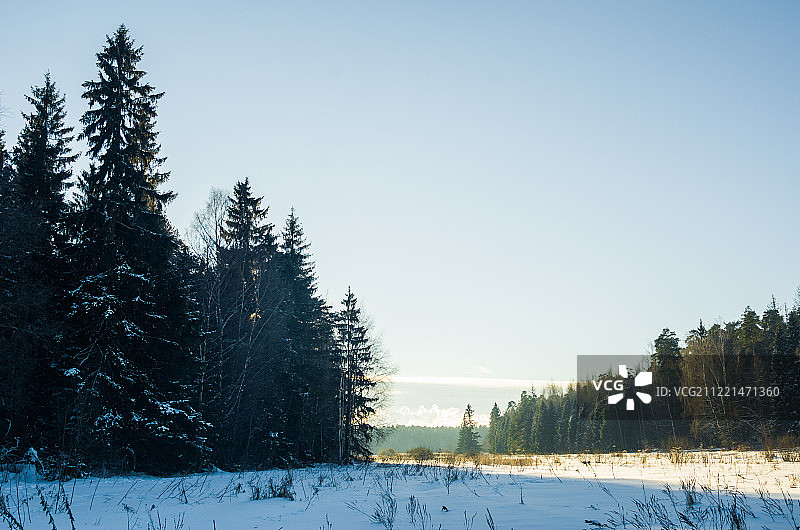 聪明的冷杉图片素材