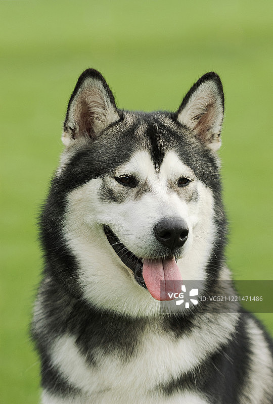 阿拉斯加马拉穆特犬图片素材