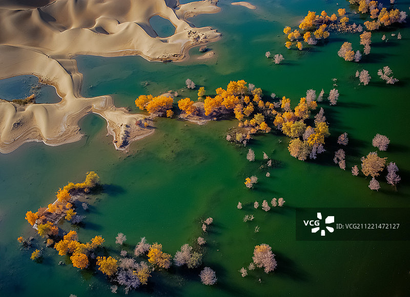 水中的树木鸟瞰图图片素材