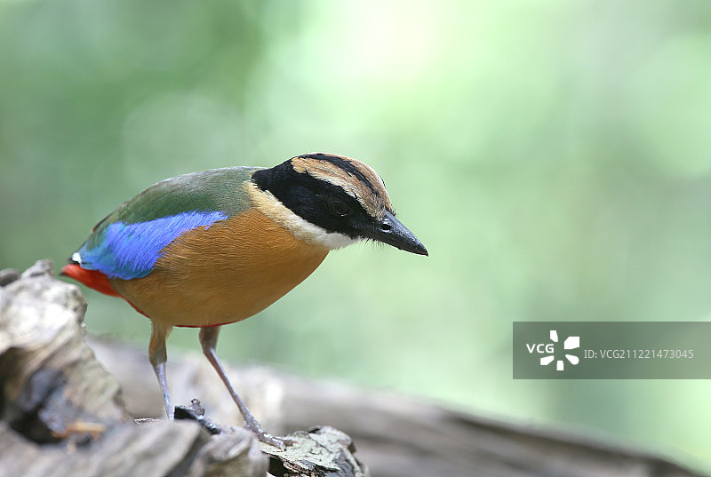 蓝翅八色鸫图片素材