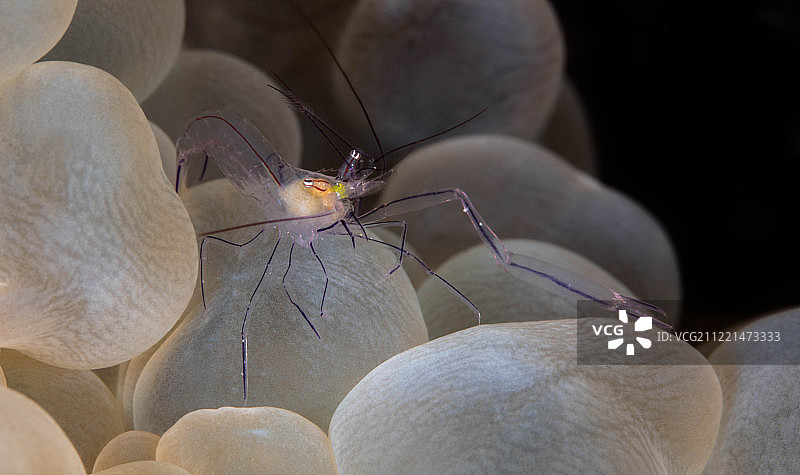 珊瑚虾图片素材