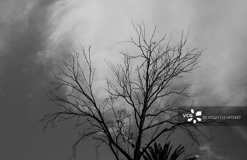 加夫萨红蜥蜴图片素材