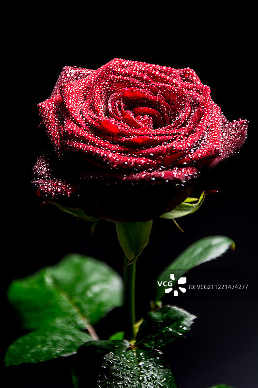 盛开的红色露珠玫瑰图片素材