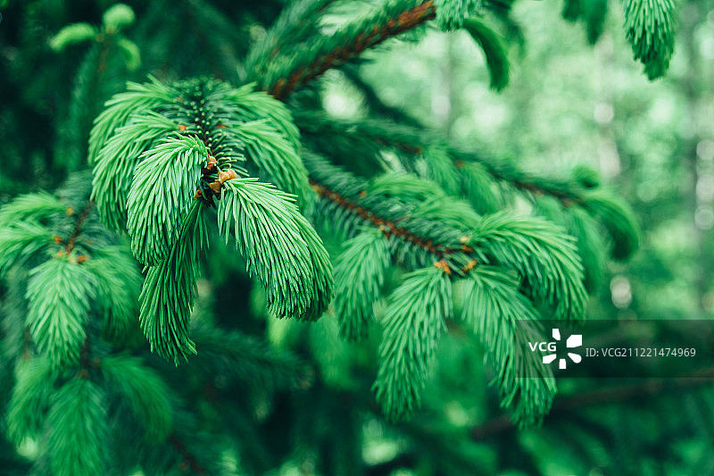 生长在喀尔巴阡山脉的针叶树图片素材