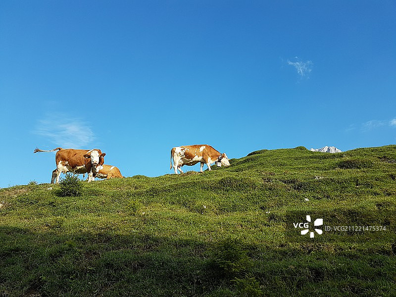 牧场奶牛风景图片素材